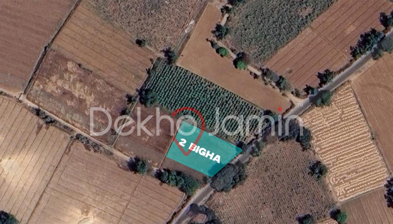 2 Vigha Agriculture Land For Sell In Mansa
